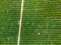 Aerial view of orange grove creating great texture Royalty Free Stock Photo