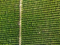 Aerial view of orange grove creating great texture Royalty Free Stock Photo