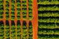 Aerial view of orange grove farm field Royalty Free Stock Photo