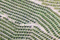 Aerial view of orange grove in Ventura County, Ojai, California