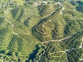 Aerial view of orange tree groves on hills Royalty Free Stock Photo