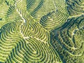 Aerial view of orange tree groves on hills Royalty Free Stock Photo