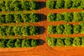 Aerial View Orange Trees Plantation Royalty Free Stock Photo