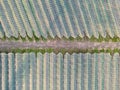 Aerial view of orchard with apple trees during sunset. The fields are covered with a hail net.