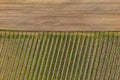 Aerial view of orchard with apple trees during sunset. The fields are covered with a hail net.