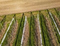 Aerial view of orchard with apple trees during sunset. The fields are covered with a hail net.