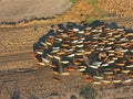 Aerial view of Outback Cattle mustering Royalty Free Stock Photo