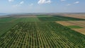 aerial view over agricultural gardens in spring time Royalty Free Stock Photo