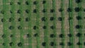 aerial view over agricultural gardens in spring time Royalty Free Stock Photo