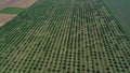 aerial view over agricultural gardens in spring time Royalty Free Stock Photo
