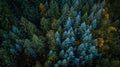 Evergreen trees in Washington State Royalty Free Stock Photo