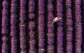 Aerial view over lavender field in summer time with young woman relaxing , purple colour at sunset