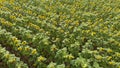 Aerial view over a sunflower field