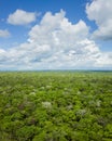 Jungle Canopy View Royalty Free Stock Photo
