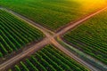 Aerial view over vineyard field in Europe. Sunset shot. Royalty Free Stock Photo