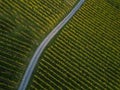 Aerial view over vineyard fields