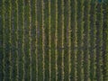 Aerial view over vineyard fields