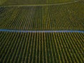 Aerial view over vineyard fields