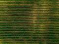 Aerial view over vineyard fields in Italy. Rows of grape vines Royalty Free Stock Photo