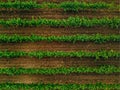 Aerial view over vineyard fields in Italy. Rows of grape vines Royalty Free Stock Photo