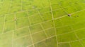 Paddy Field Kota Belud Royalty Free Stock Photo