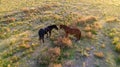 Aerial view of pair of horses at sunset