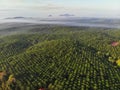 Aerial view of palm oil plantation