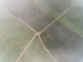 Aerial view of palm oil plantation with fog or clouds located in kuala krai,kelantan,malaysia,east asia Royalty Free Stock Photo