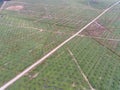 Aerial view of palm oil plantation located in kuala krai,kelantan,malaysia,east asia Royalty Free Stock Photo