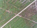 Aerial view of palm oil plantation located in kuala krai,kelantan,malaysia,east asia Royalty Free Stock Photo