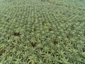 Aerial view of palm oil plantation located in kuala krai,kelantan,malaysia,east asia Royalty Free Stock Photo