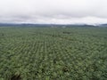 Aerial view of palm oil plantation located in kuala krai,kelantan,malaysia,east asia Royalty Free Stock Photo