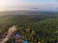 Aerial view of palm oil plantation