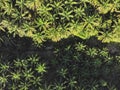 Aerial view of palm oil plantation