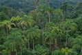 Aerial view of a palm plantation that shows many Chonta Duro, Bactris gasipaes or peach palms