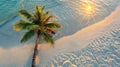 Aerial view of a palm tree on a beach during sunrise. Royalty Free Stock Photo