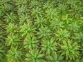 Aerial view of the palm tree green fields nature agricultural farm background, top view palm leaves from above of crops in green, Royalty Free Stock Photo