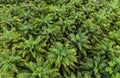 Aerial view of the palm tree green fields nature agricultural farm background, top view palm leaves from above of crops in green, Royalty Free Stock Photo