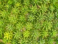 Aerial view of the palm tree green fields nature agricultural farm background, Top view palm leaves from above of crops in green, Royalty Free Stock Photo