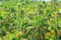 Aerial view palm tree jungle in Caribbean Royalty Free Stock Photo