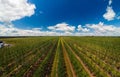 Aerial view panorama. Even rows of fruit trees, garden, field. Agricultural production concept. Summer sunny day. Apple pear trees Royalty Free Stock Photo