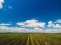 Aerial view panorama. Even rows of fruit trees, garden, field. Agricultural production concept. Summer sunny day. Apple pear trees Royalty Free Stock Photo