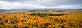 Aerial view panorama of trees in colorful autumn season forest. View from above of dense forest with canopies of green spruce Royalty Free Stock Photo