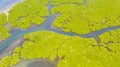 Green mangroves. Bohol, Philippines. Royalty Free Stock Photo