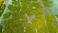 Green mangroves. Bohol, Philippines. Royalty Free Stock Photo