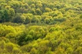 Aerial view of parkland in sunlight. Forest landscape