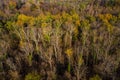 Aerial view of a forest with individual dead trees in the German mixed forest in autumn sunlight Royalty Free Stock Photo