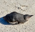 Aerial view of a penguin at Boulders Beach in South Africa. Bird enjoying and sitting on the sand on an empty seaside