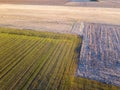 Aerial view of people strolling at sunset, in the middle of a field