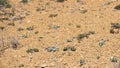 Aerial view of phlox flowers in dry desert topsoil of Utah